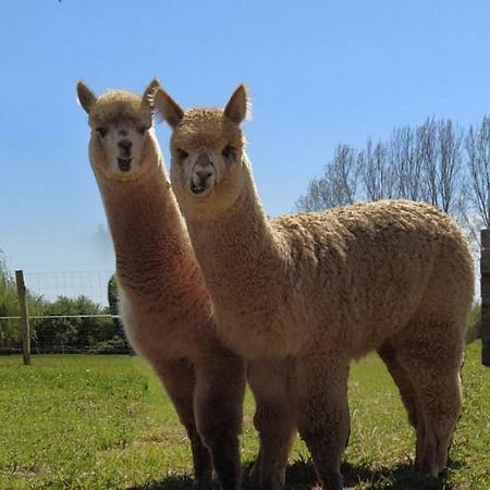 FongraveDomaine Ramonjavel, Glamping & Alpaca'S住宿加早餐旅馆 外观 照片